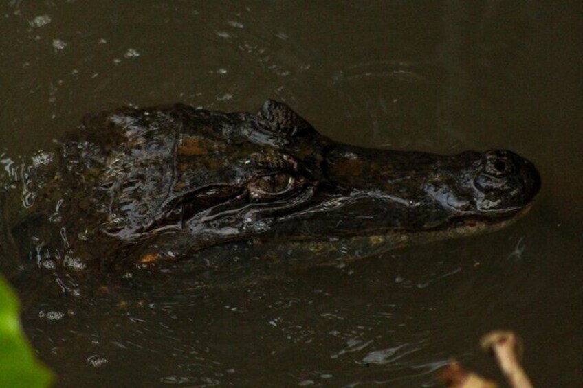 Adventure and Nature in the Amazon Forest in 4 days