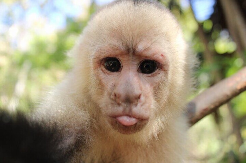 Monkey Tour from Playa Jaco