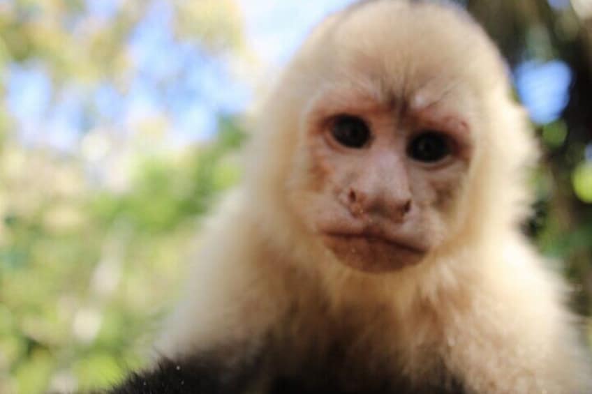 Monkey Tour from Playa Jaco