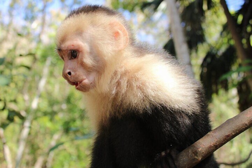Monkey Tour from Playa Jaco