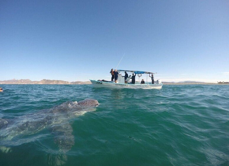 Picture 4 for Activity Swim with Turtles - Mancora spectacular Experience