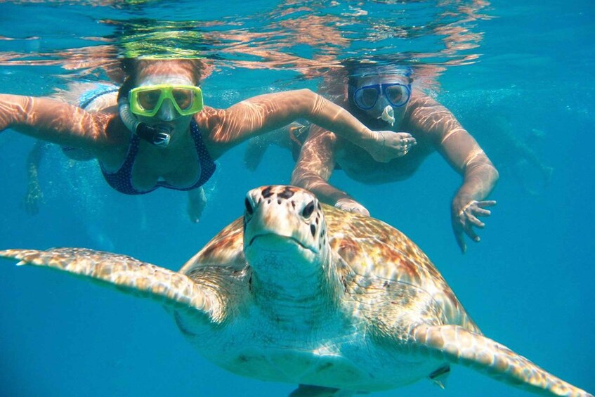Picture 3 for Activity Swim with Turtles - Mancora spectacular Experience