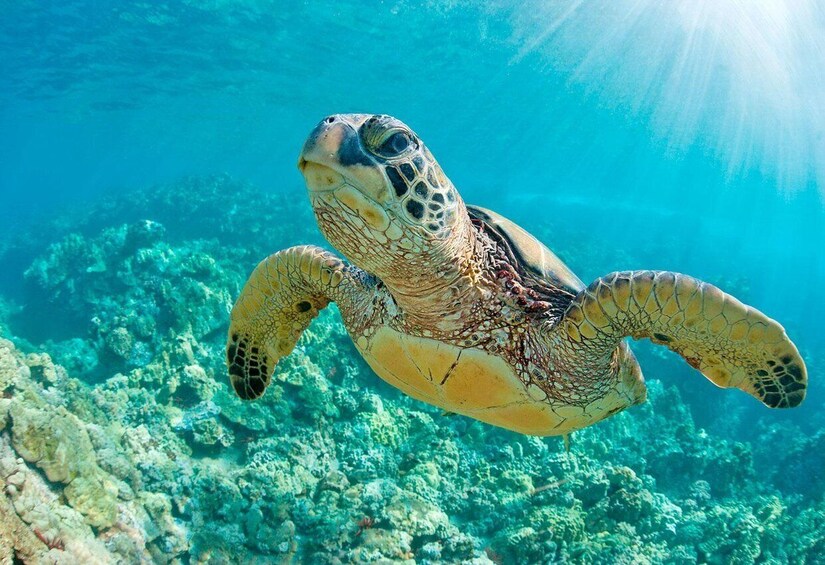 Picture 2 for Activity Swim with Turtles - Mancora spectacular Experience