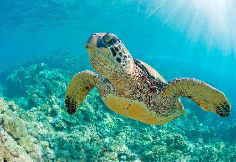 Picture 2 for Activity Swim with Turtles - Mancora spectacular Experience