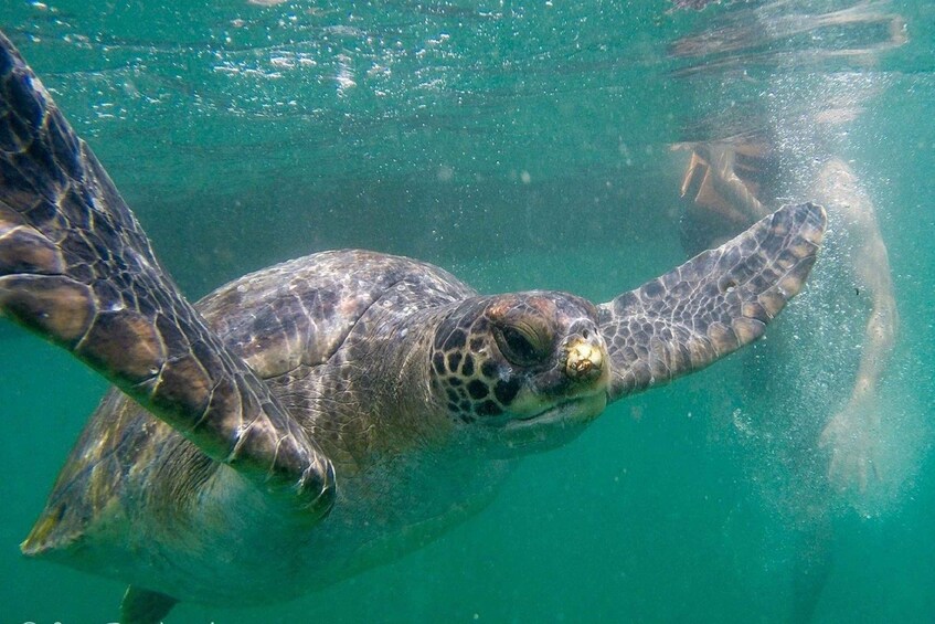 Picture 1 for Activity Swim with Turtles - Mancora spectacular Experience