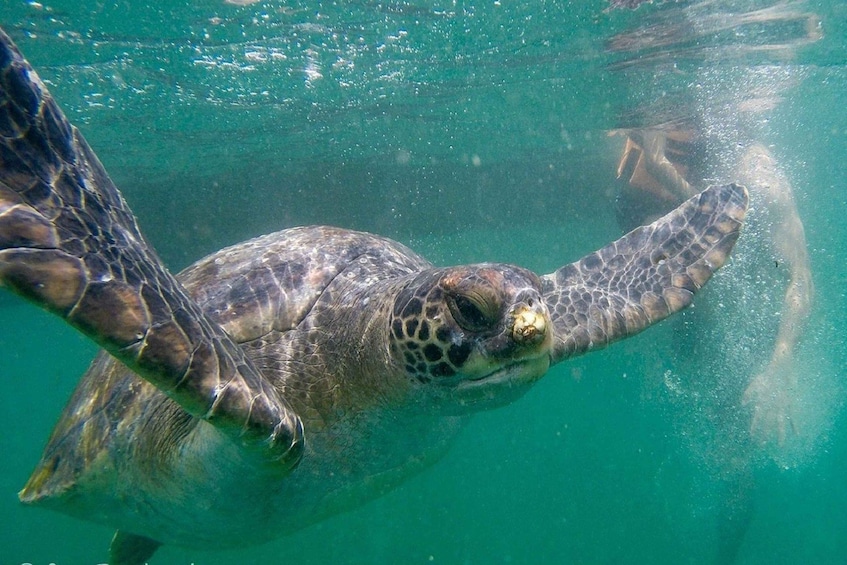 Picture 1 for Activity Swim with Turtles - Mancora spectacular Experience