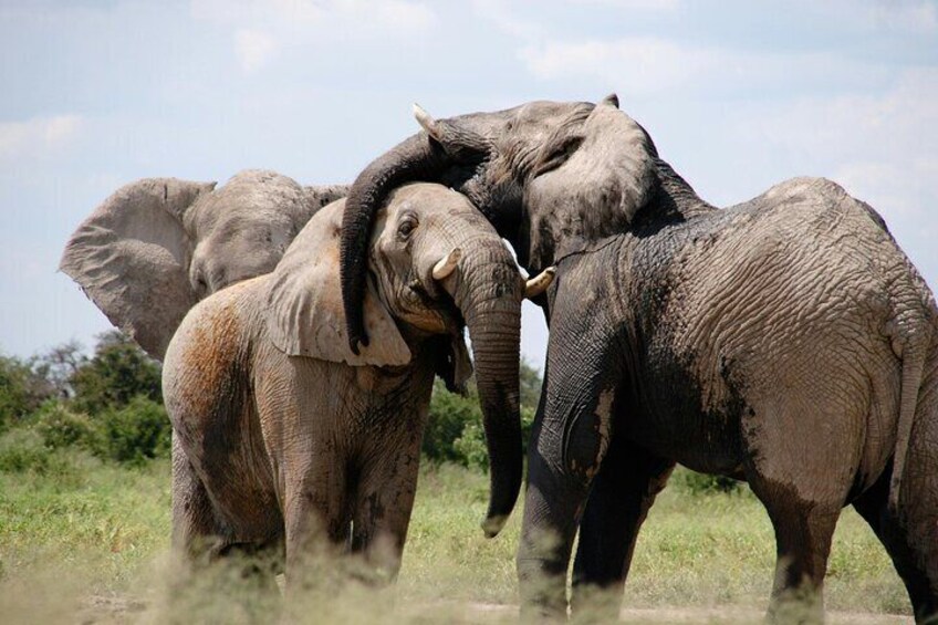 3 Day Private Mara Migration Safari Experience