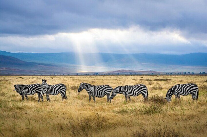 3 Day Private Mara Migration Safari Experience