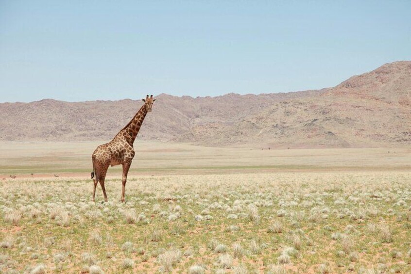 3 Day Private Mara Migration Safari Experience