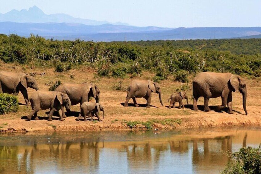 3 Day Private Mara Migration Safari Experience