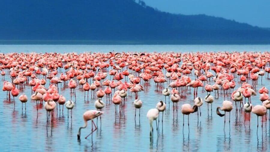 2 Days Lake Elementaita Guided Flamingoes Tour from Nairobi