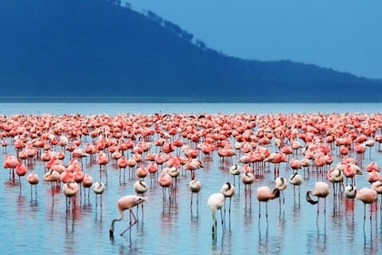 2 Days Lake Elementaita Guided Flamingoes Tour from Nairobi