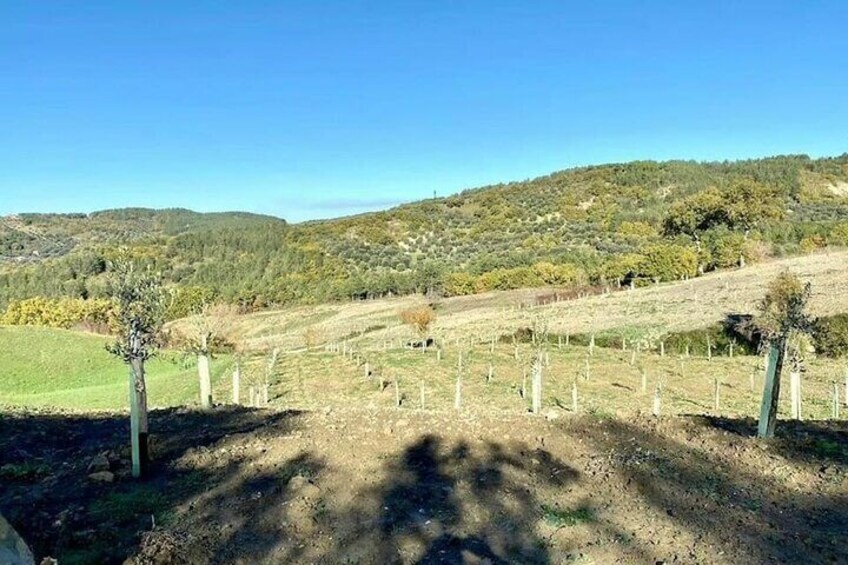 They sit: Guided tour of the Olive Grove with Tasting 