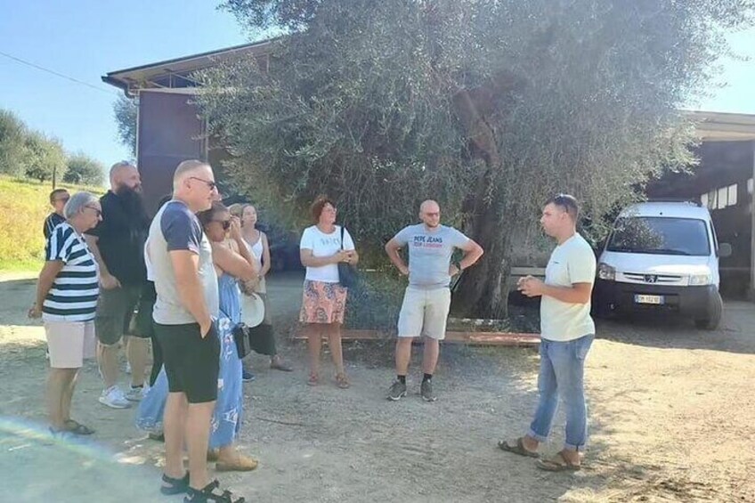 They sit: Guided tour of the Olive Grove with Tasting 