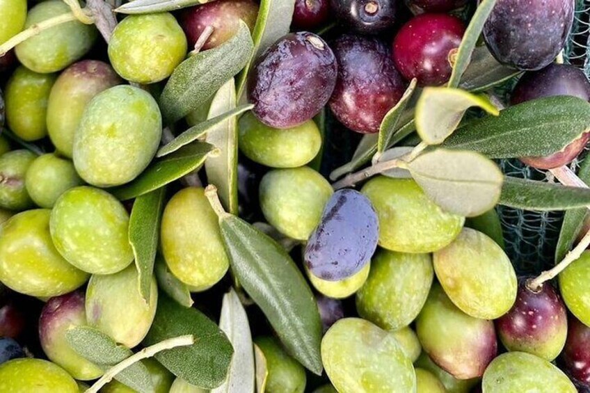 They sit: Guided tour of the Olive Grove with Tasting 