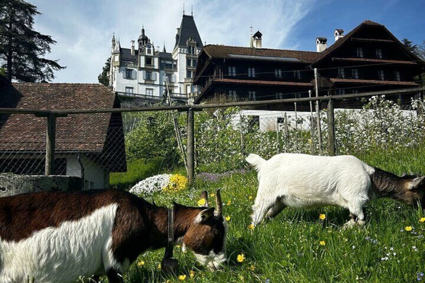 Beverly Hills of Lucerne Tour
