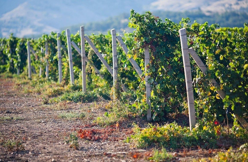 Picture 3 for Activity From Huacachina/Ica: Wine and Pisco Vineyards | Tasting Tour