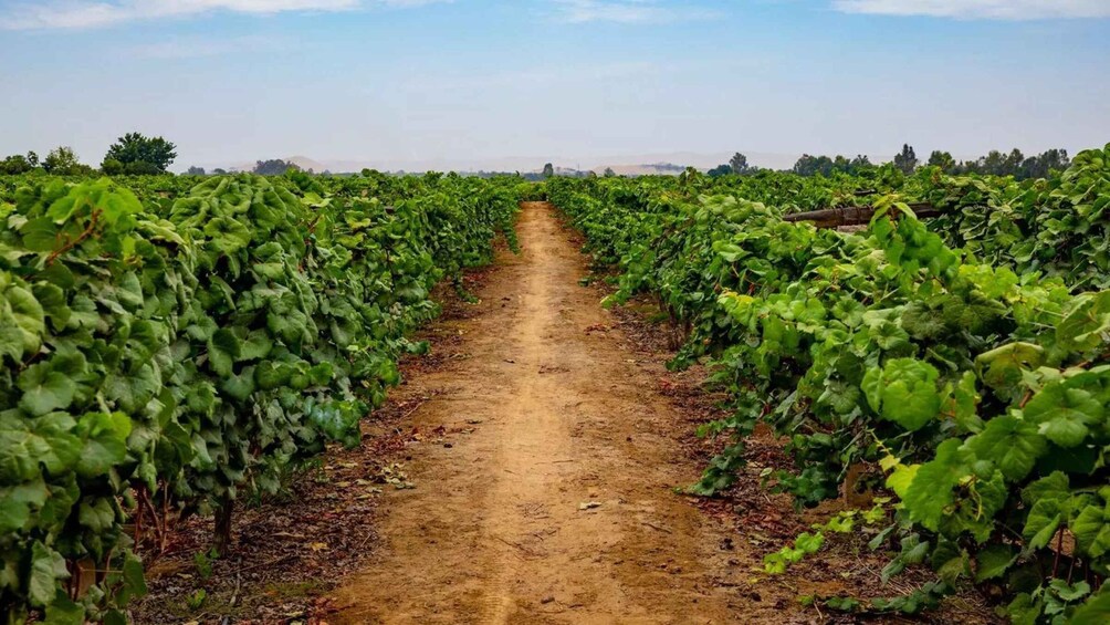 Picture 8 for Activity From Huacachina/Ica: Wine and Pisco Vineyards | Tasting Tour