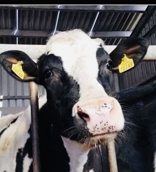 Picture 1 for Activity Campview Farm, Ballyshannon: Cuddle a Cow Experience