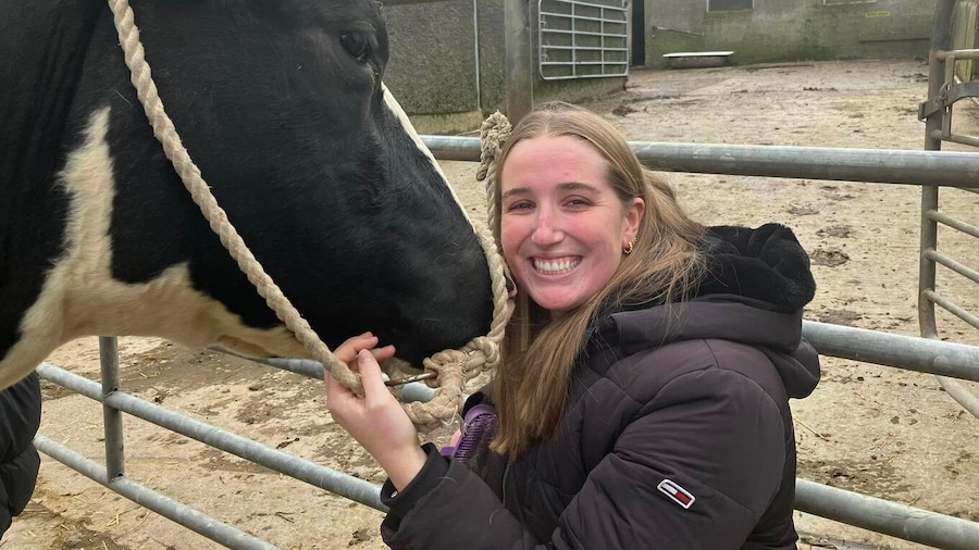 Campview Farm, Ballyshannon: Cuddle a Cow Experience