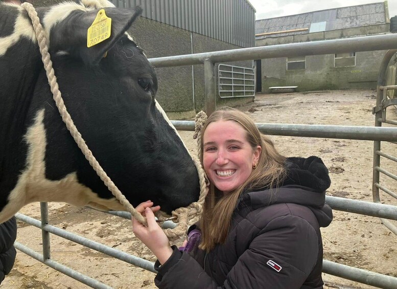 Campview Farm, Ballyshannon: Cuddle a Cow Experience