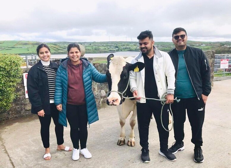 Picture 2 for Activity Campview Farm, Ballyshannon: Cuddle a Cow Experience