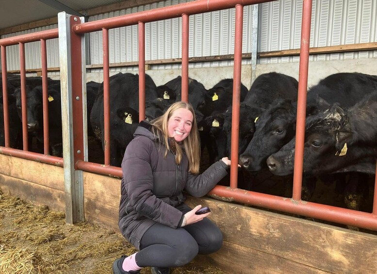 Picture 4 for Activity Campview Farm, Ballyshannon: Cuddle a Cow Experience