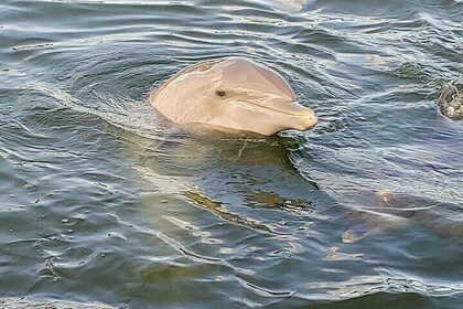 Shell Key and Dolphin Adventure Private Tour in Florida
