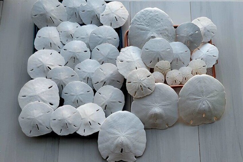 Sand Dollars Galore