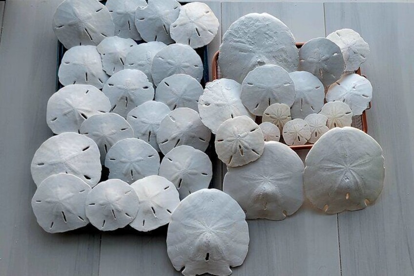 Sand Dollars Galore