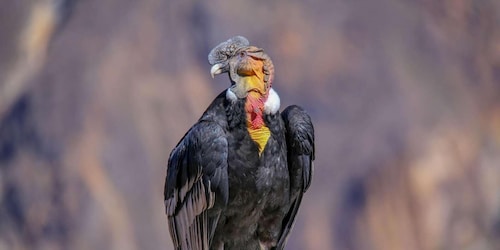 Arequipa: Colca Canyon 2 Days | Ending to Puno