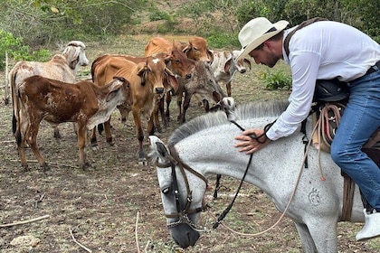 Cowboy per un giorno: Esplora la campagna della Colombia vicino a Cartagena