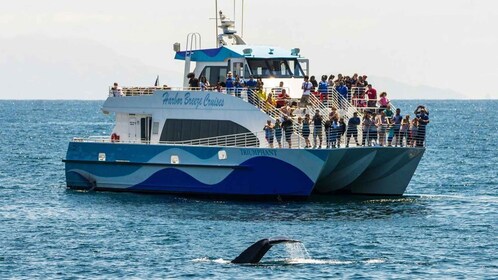 San Pedro: West Harbour LA Dolphin & Whale Watching Cruise