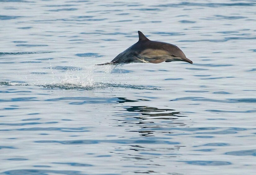 Picture 14 for Activity San Pedro: Dolphin & Whale Watching Cruise
