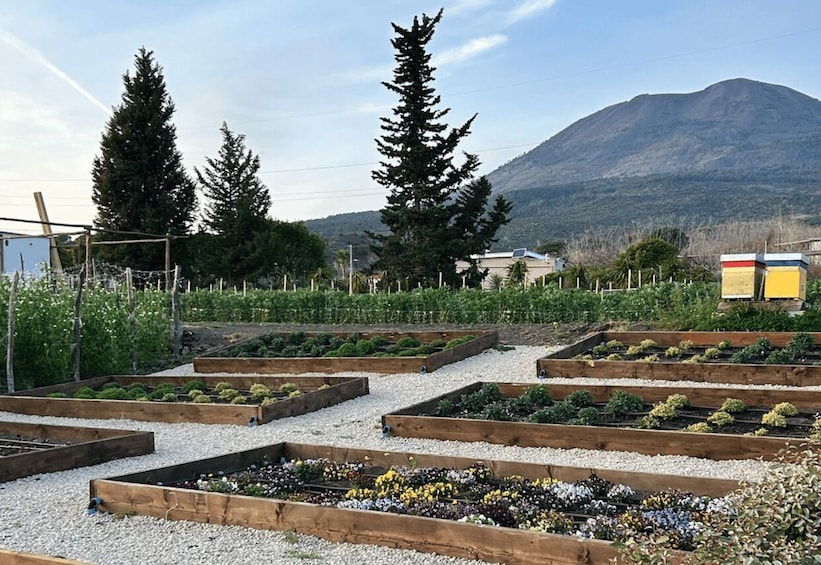 Picture 9 for Activity Wine Tasting on Mt. Vesuvius