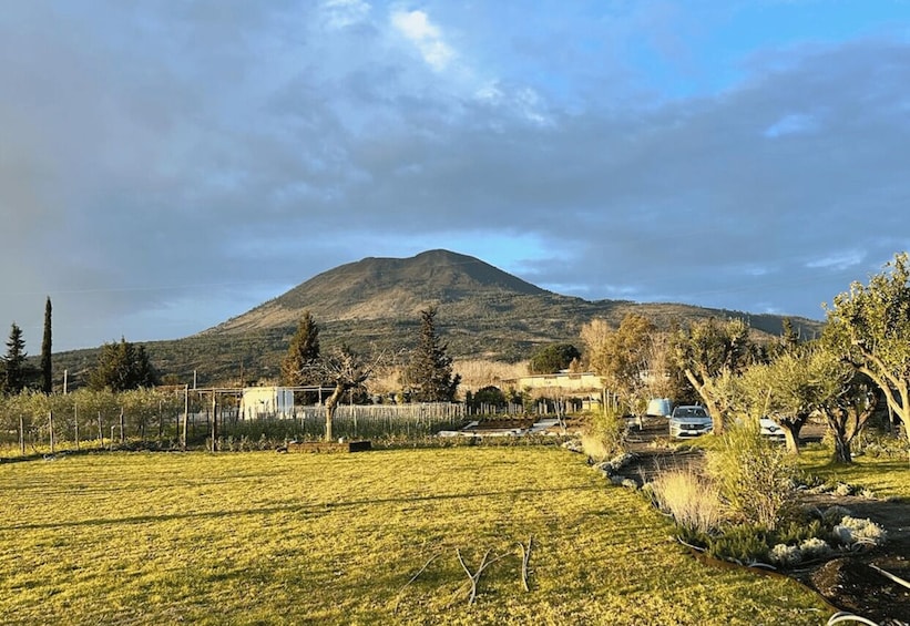 Picture 12 for Activity Wine Tasting on Mt. Vesuvius