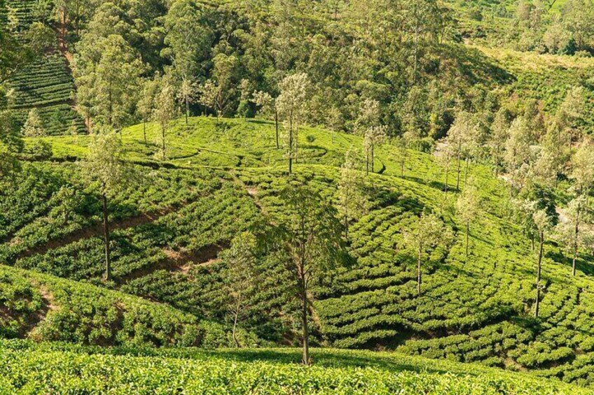 Explore Sigiriya, Kandy,Nuwaraeliya,Galle From Colombo