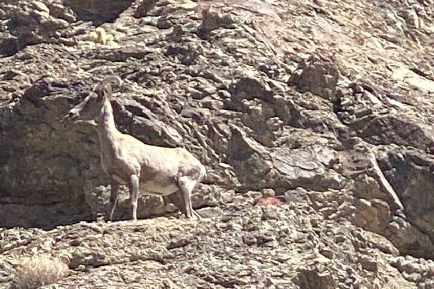 Mountain goat watching as we ride by