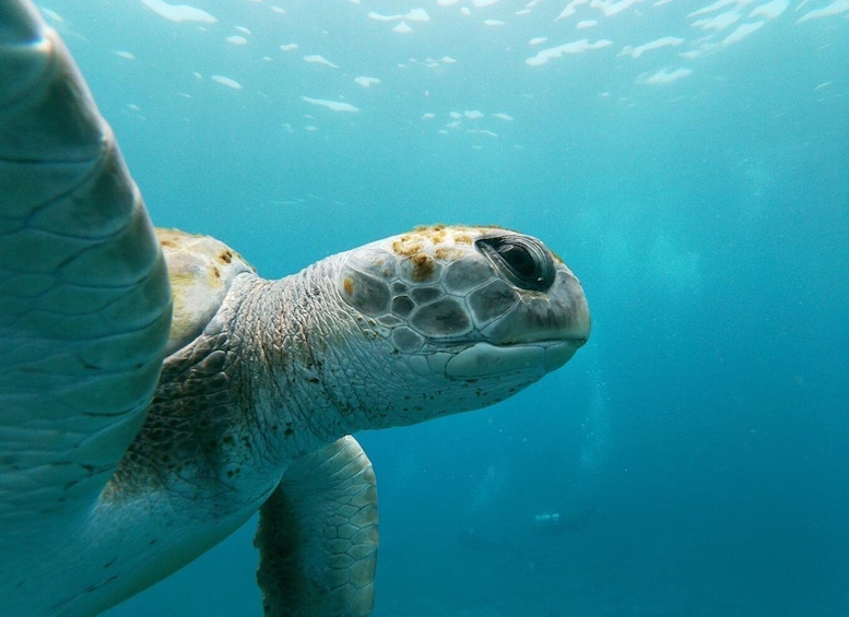 Picture 4 for Activity Tenerife: Snorkeling and Kayak with marine life in Palm Mar