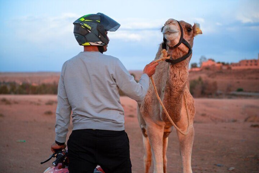 Experience Quad, Camel Riding and Dinner Show in Agafay