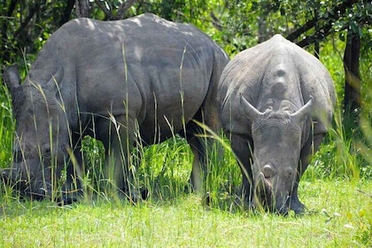 14 Days Uganda Safari Northern Circuit Tour