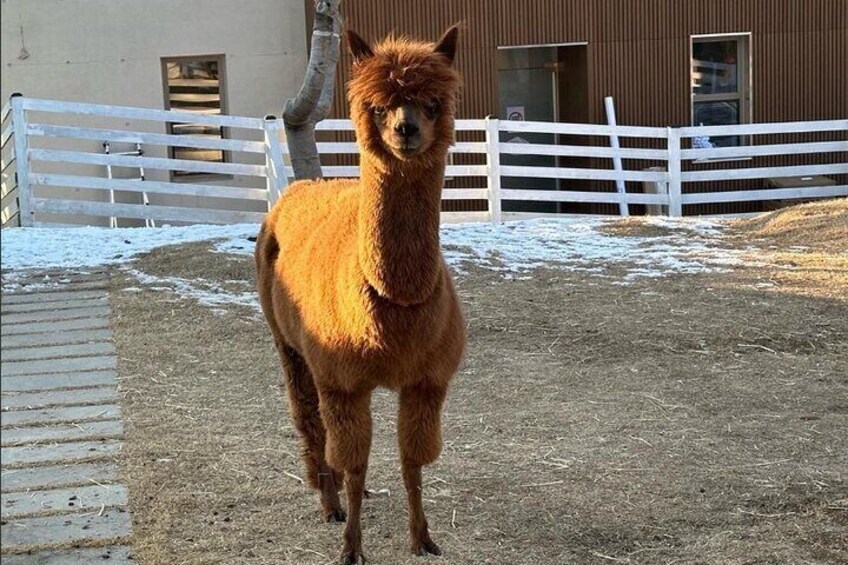 Seoul to Nami Island Alpaca World and Everland with Driver