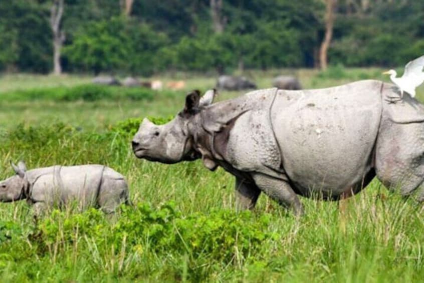 Explore Mayong Village of Black Magic & Pobitora Wildlife Safari