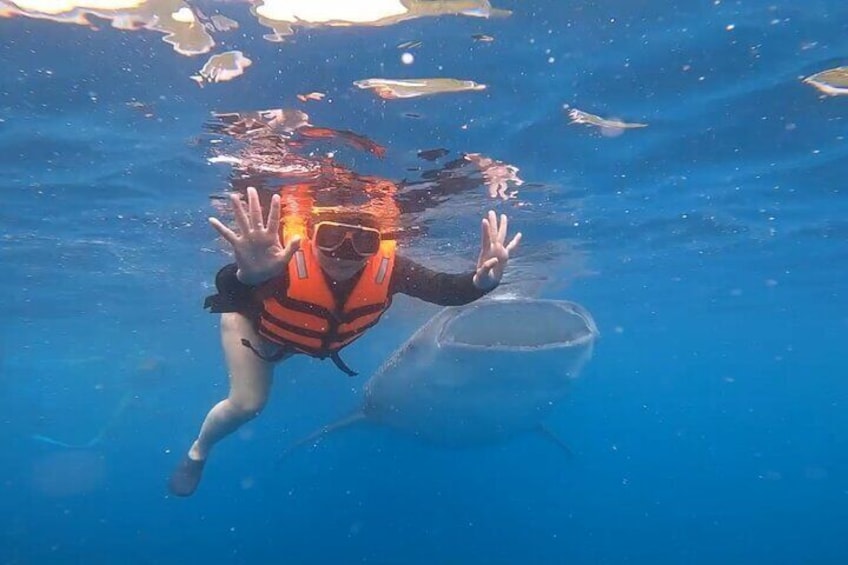 Pure joy: immersing in the magic of Oslob’s whale sharks—an experience of a lifetime