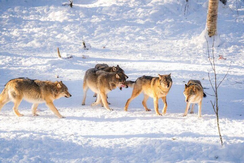 Wolfpack enjoing the sun