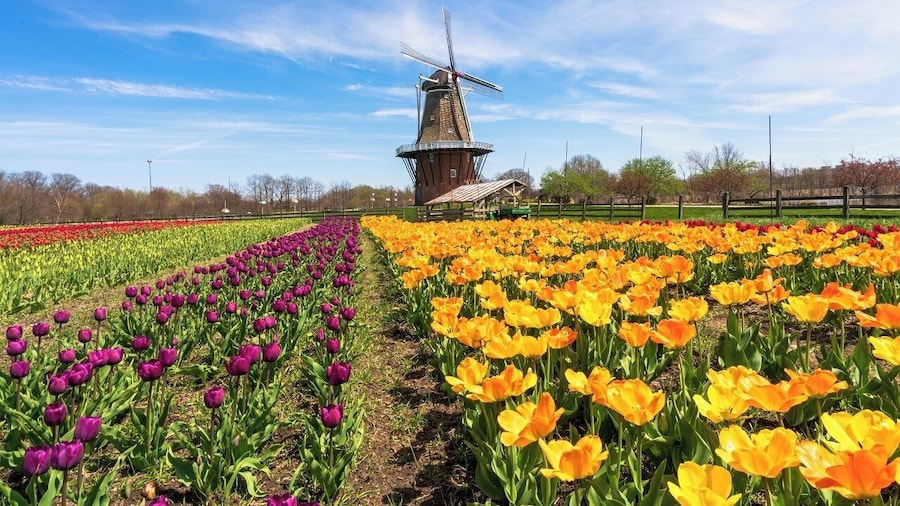 Windmill Island 1 Day Tour from Chicago-Kids 50 percent Off