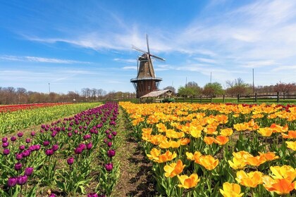 Windmill Island 1 Day Tour from Chicago-Kids 50 percent Off