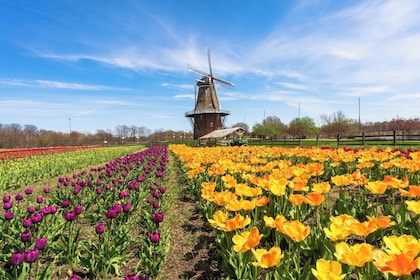 Windmill Island 1 Day Tour from Chicago-Kids 50 percent Off