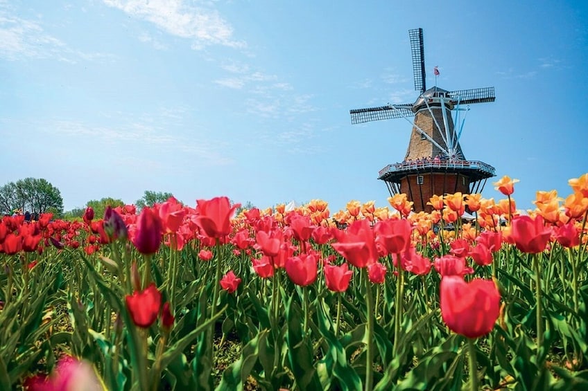 Windmill Island 1 Day Tour from Chicago-Kids 50 percent Off