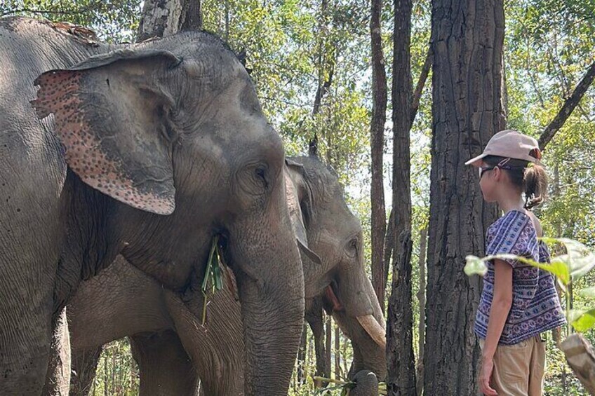Chiang Mai 1 Day: Elephant Sanctuary, Waterfall & Bamboo Rafting